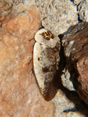 Gyna maculipennis