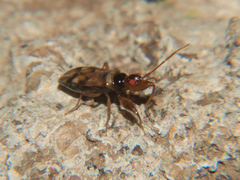 Ethaltomarus rugosus
