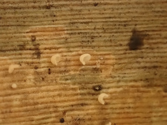 Lecanocybe lateralis