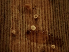 Lecanocybe lateralis