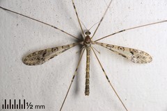 Austrolimnophila argus
