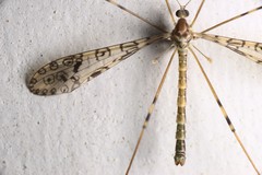 Austrolimnophila argus