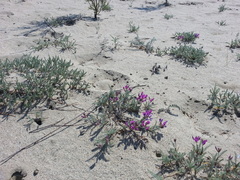Oxytropis lanata