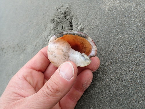 photo of Pear Bonnet Snail (Semicassis pyrum)