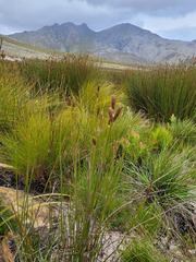 Nevillea obtusissima