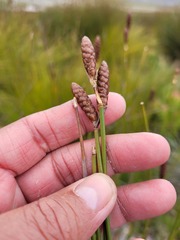 Nevillea obtusissima