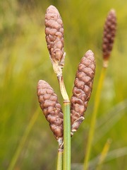 Nevillea obtusissima