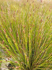 Nevillea obtusissima