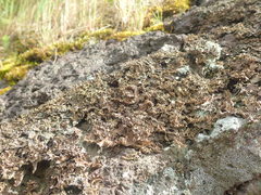 Pseudocyphellaria neglecta