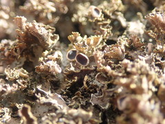 Pseudocyphellaria neglecta