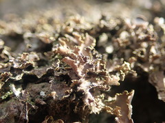 Pseudocyphellaria neglecta