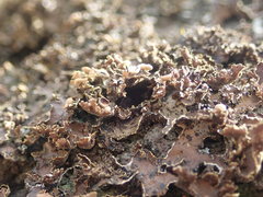 Pseudocyphellaria neglecta