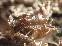 Pseudocyphellaria neglecta