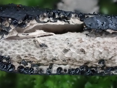 Xylaria castorea