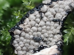 Xylaria castorea