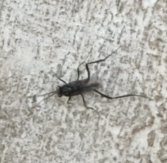 Evania appendigaster