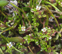 Crassula kirkii