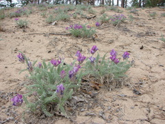 Oxytropis lanata