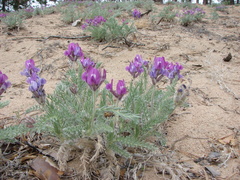 Oxytropis lanata