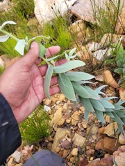 Leucospermum cordatum