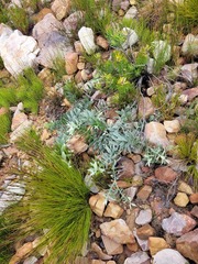 Leucospermum cordatum