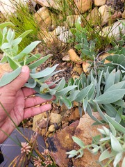 Leucospermum cordatum
