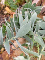Leucospermum cordatum