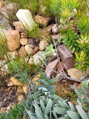 Leucospermum cordatum