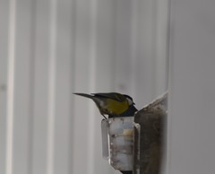 Parus major