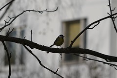 Parus major