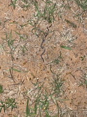 Leptotyphlopidae
