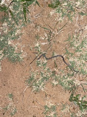 Leptotyphlopidae