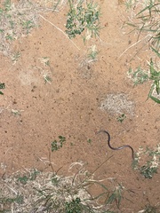 Leptotyphlopidae