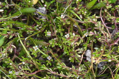 Crassula kirkii