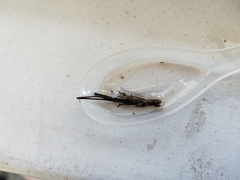 Triplectides dolichos