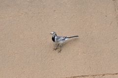 Motacilla alba ocularis