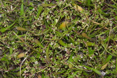 Crassula kirkii