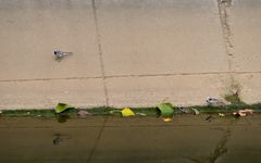 Motacilla alba ocularis