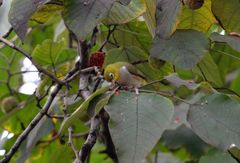 Zosterops erythropleurus