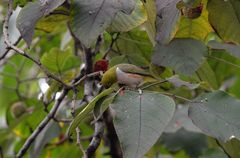 Zosterops erythropleurus