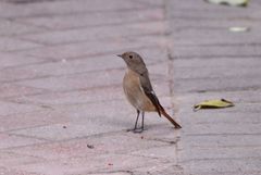 Phoenicurus auroreus