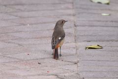 Phoenicurus auroreus