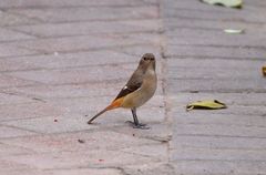 Phoenicurus auroreus