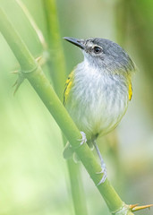 Poecilotriccus sylvia