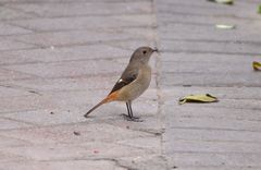 Phoenicurus auroreus