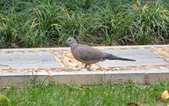 Streptopelia chinensis