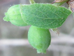 Lonicera praeflorens