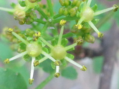 Zanthoxylum piperitum