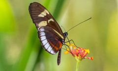 Heliconius cydno cydnides