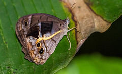 Posttaygetis penelea